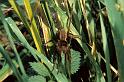 Dolomedes_plantarius_P1072_O_88_Les Gris_Frankrijk